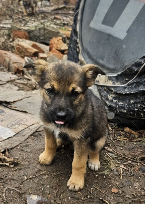 Очаровательные щенят ищут дом