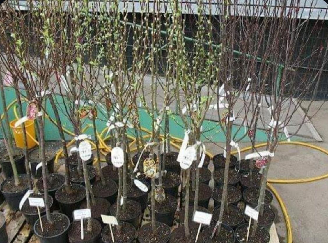 Продам САЖЕНЦЫ плодовых деревьев