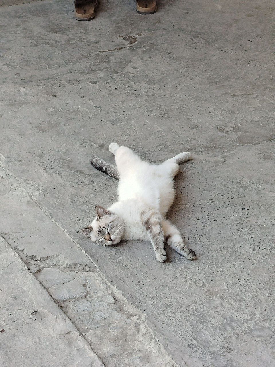 Котенки с мамой отдам даром