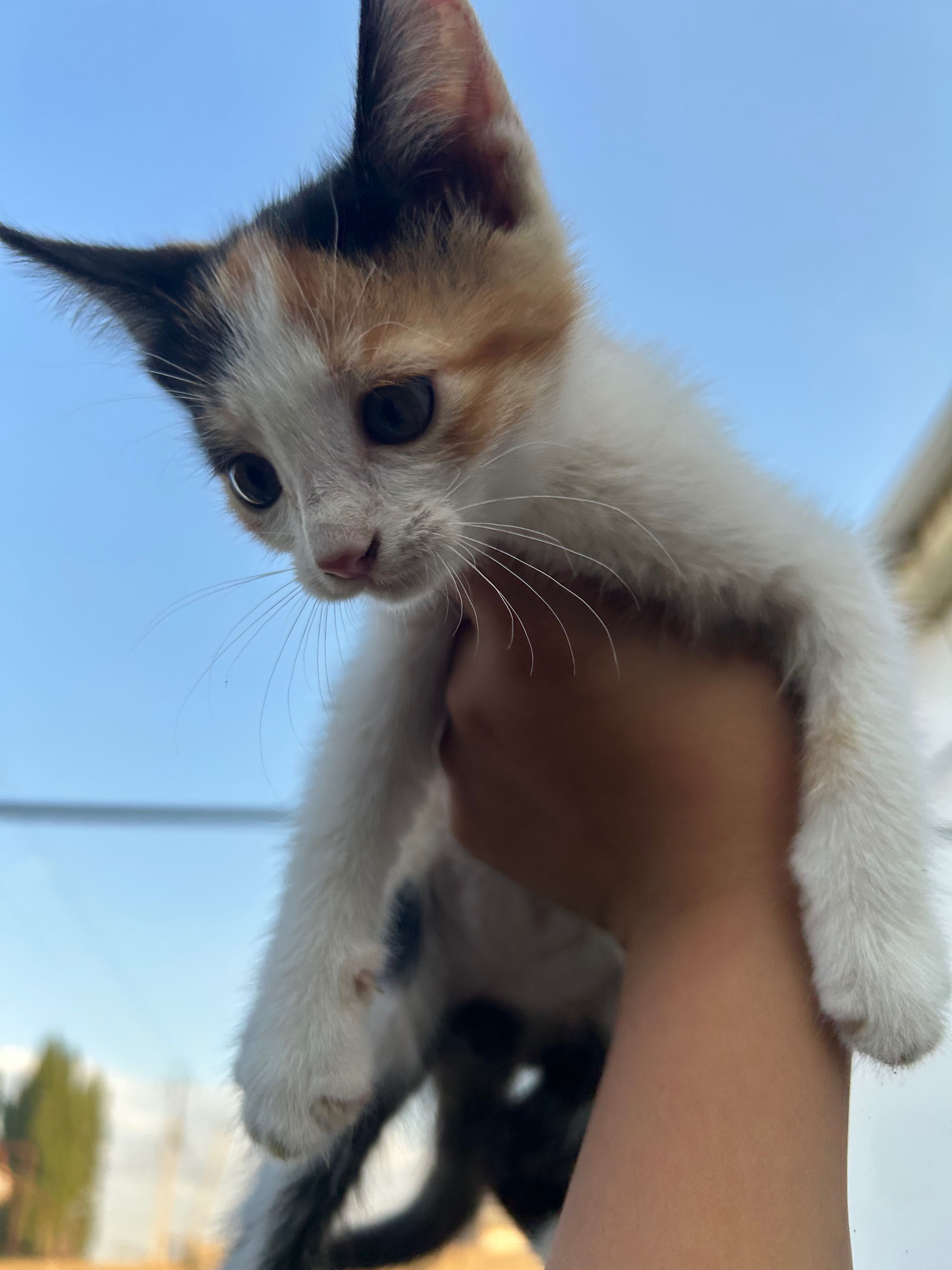 Котята к ответственным и добрым рукам!