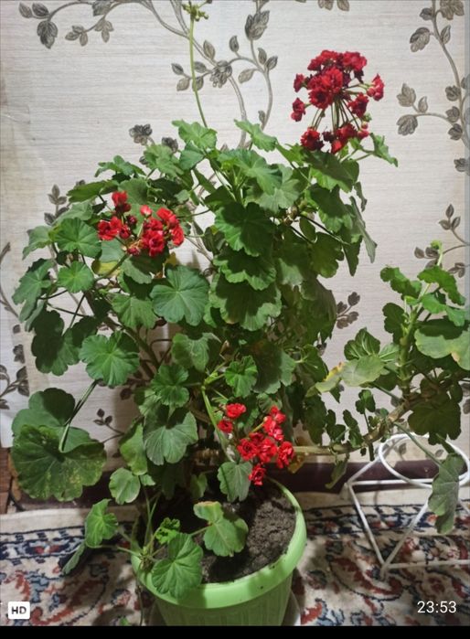 Продаю домашние цветы герань и денежное дерево.