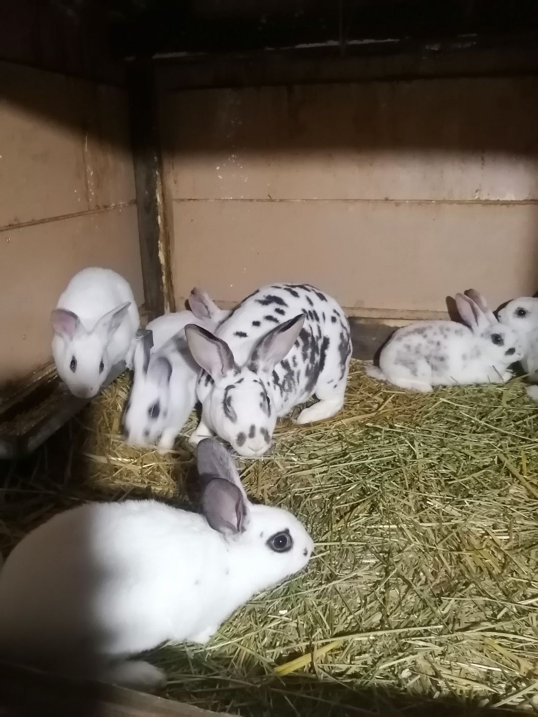 Vând iepurași Rex dalmatian