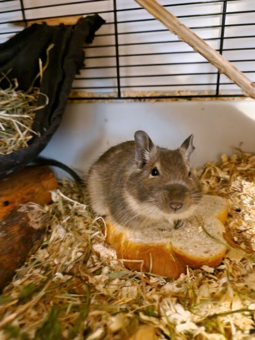 Veveriță degu adultă