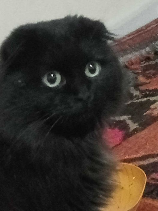 шотландский вислоухий