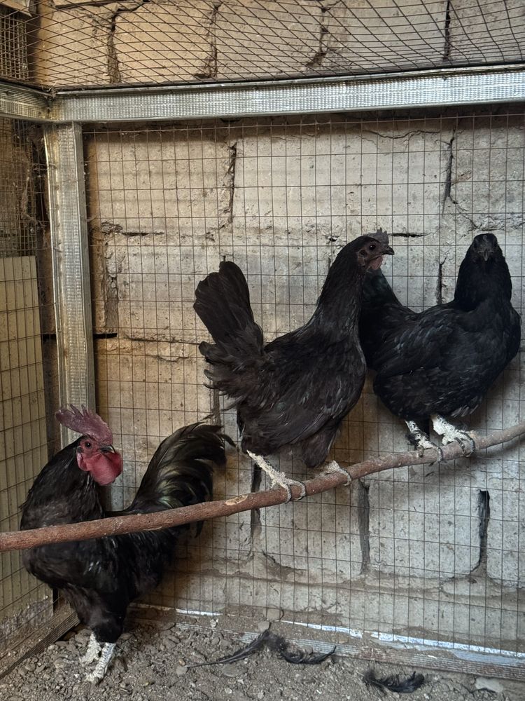 Uxeyul va ayam semani tovuq xo’rozlar sotiladi