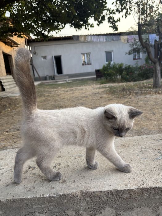 siyamski mushuk bolasi