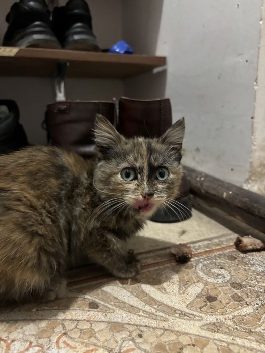 Отдам котенка в добрые руки