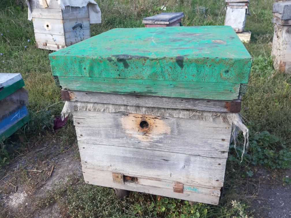 Продам пчёл, улья, пчелосемьи, пасеку