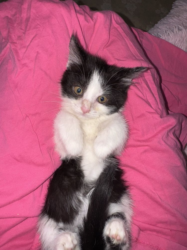 Котенок девочка ласковая