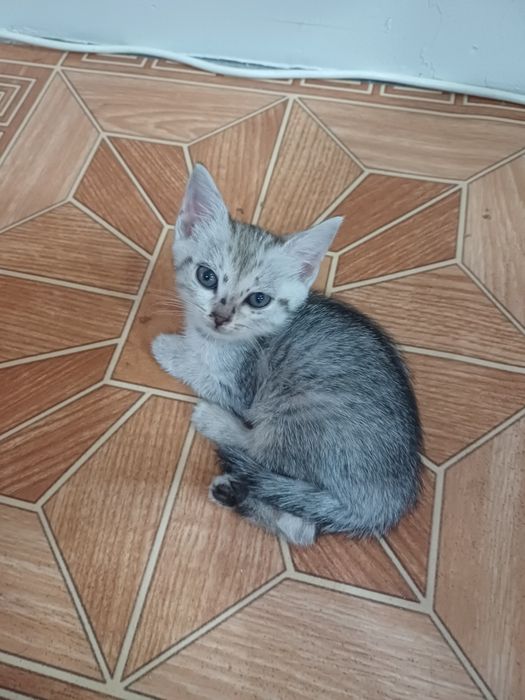 Одам котять бесплатно