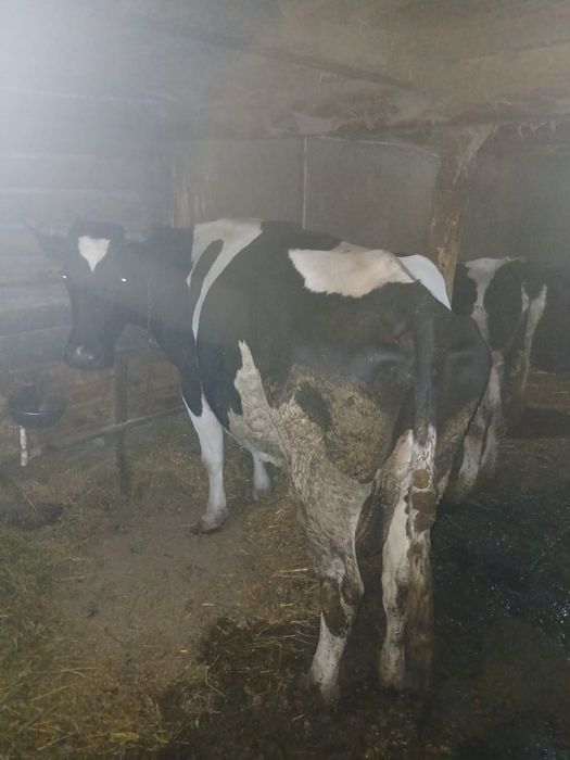 De vanzare 2 vaci bune de lapte