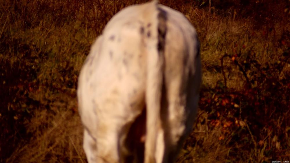 Vând viței belgieni crescuți în libertate