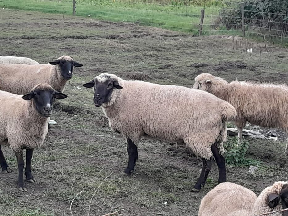 Vând oi suffolk și un berbec