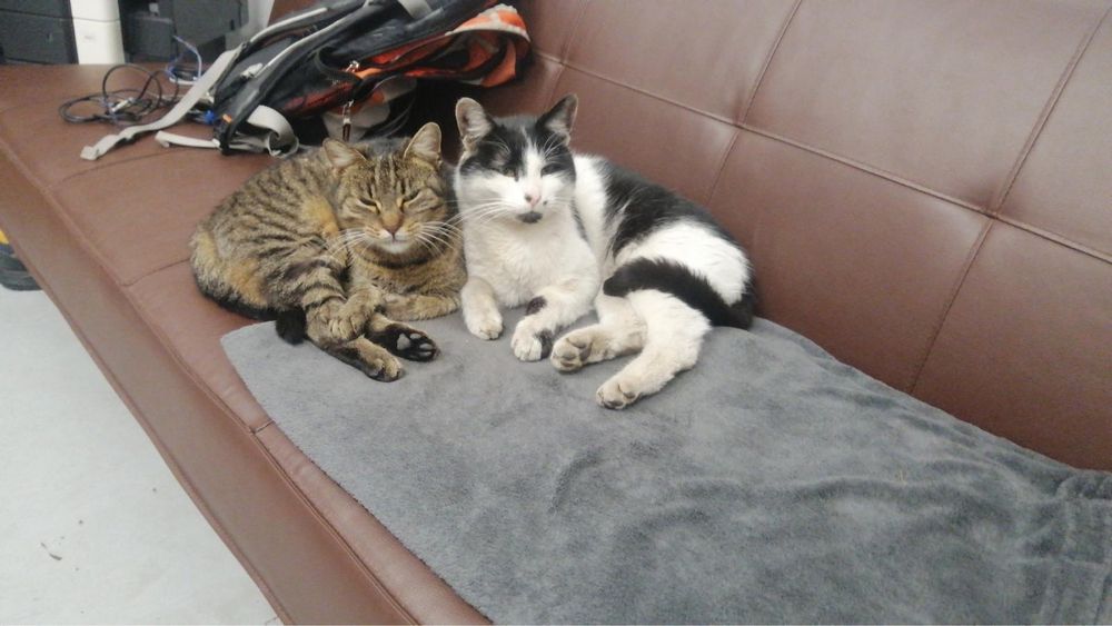 Dau urgebt 2 pisicu spre adoptie