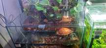 Akvarium palyudarium sotiladi.