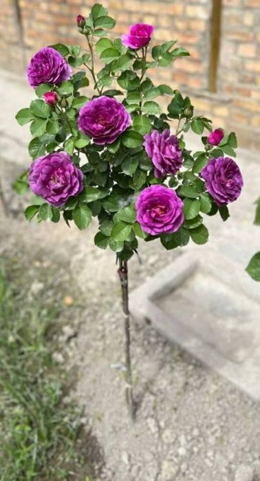 Штамп роза  shtampoviy atirgul