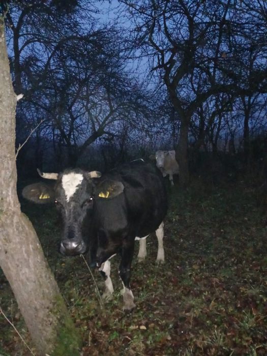 Vaci baltate gestante in 7 luni