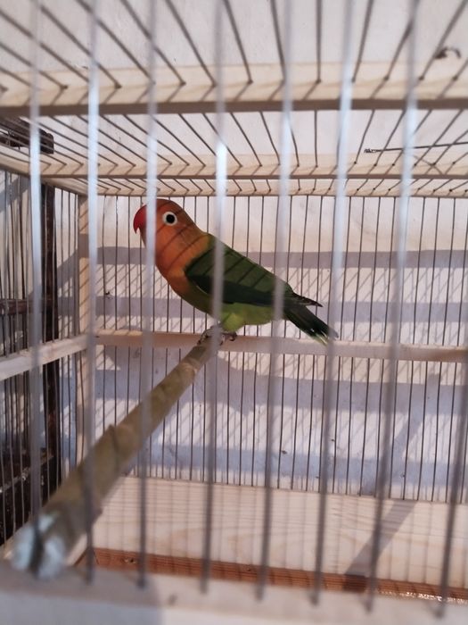 Продам попугая неразлучник фишера