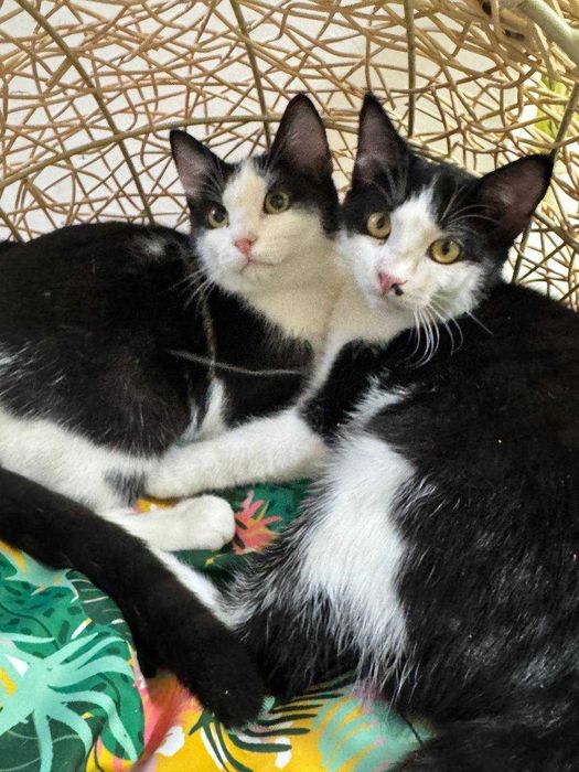 Котята мальчики бесплатно