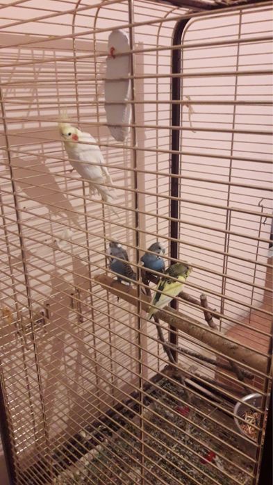 Попугай продам с клеткой.