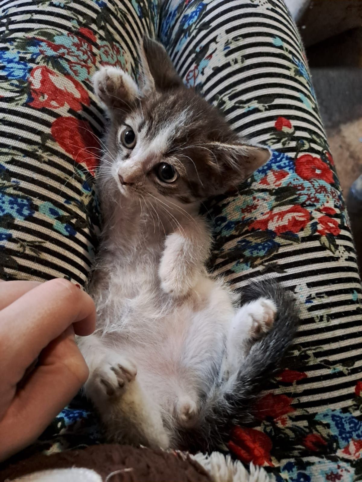 Отдаю котенка Девочку