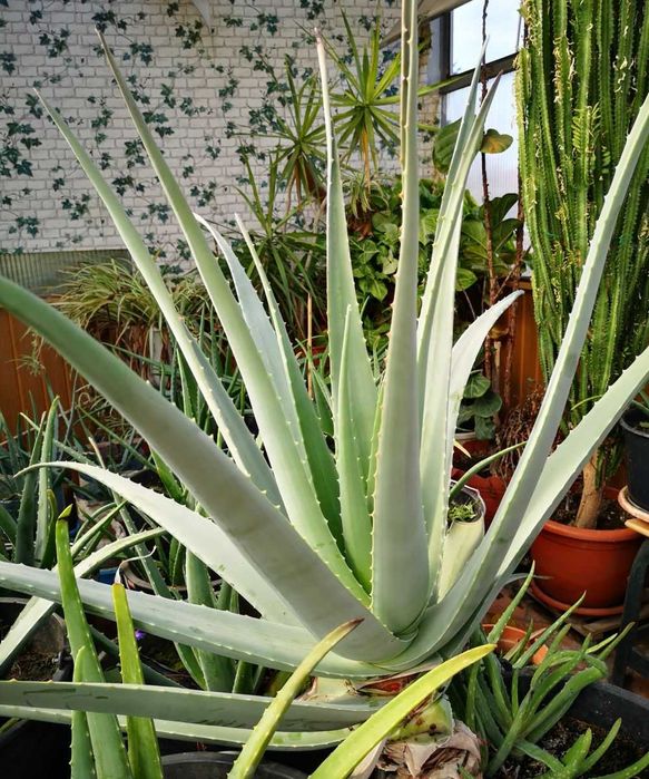 Vand Aloe vera (Aloe barbadensis Miller) 2,5 - 3 ani