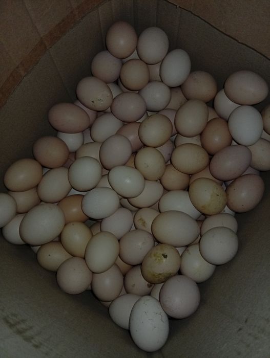 Vând ouă de țară