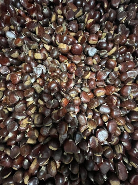 Vand castane comestibile din soiuri alese
