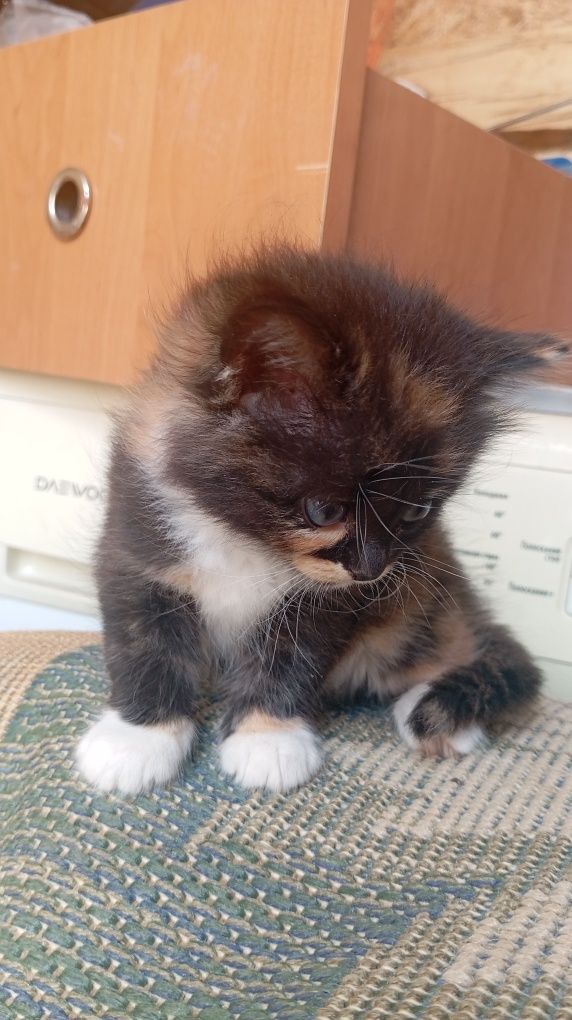 отдаю котят бесплатно