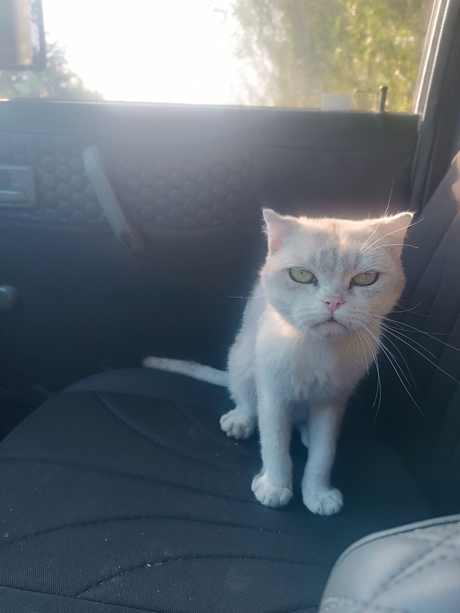 Nasldor British Shorthair mushuk sotiladi – juda chiroyli va mehribon
