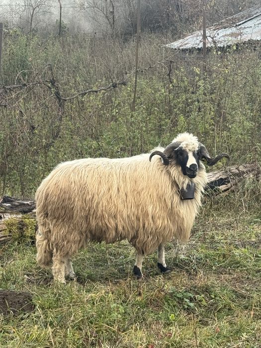 Vand/schimb berbec breaz foarte frumos de un an