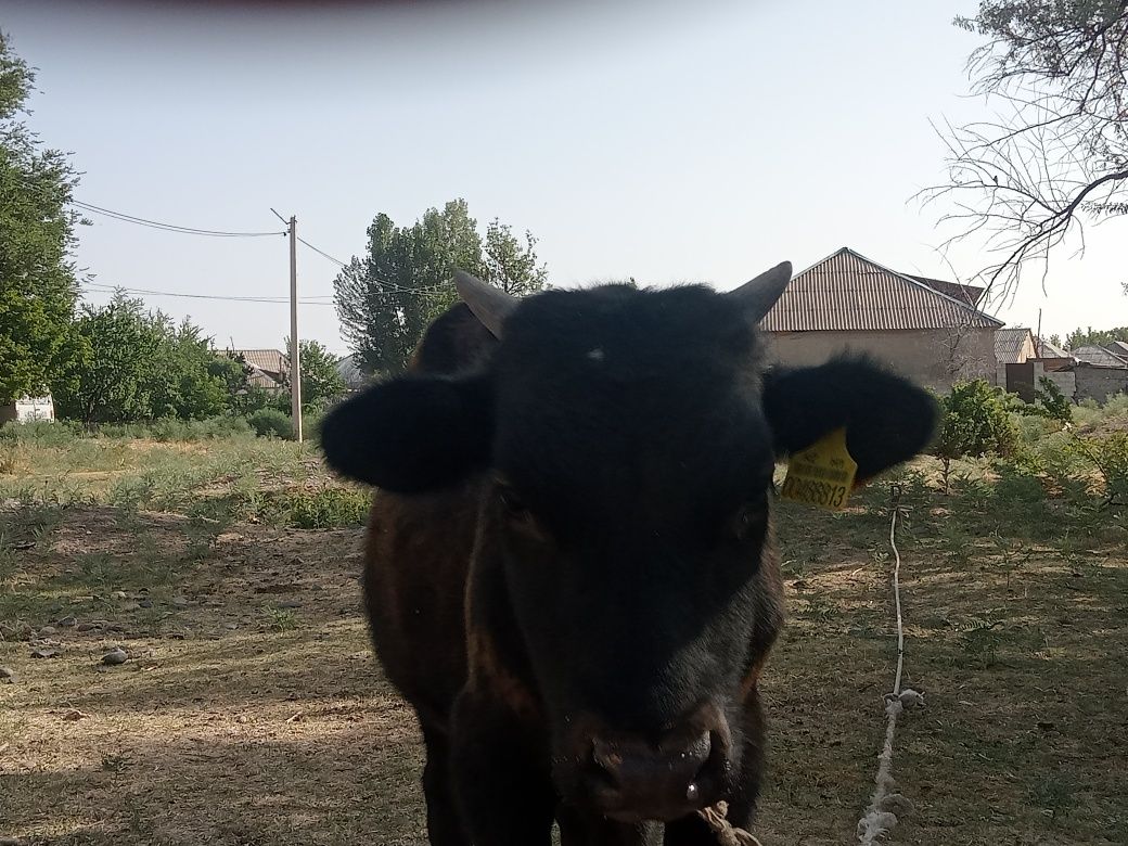 Бұқа сатылады срочно