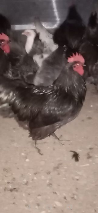 Cocoși Australop!!!