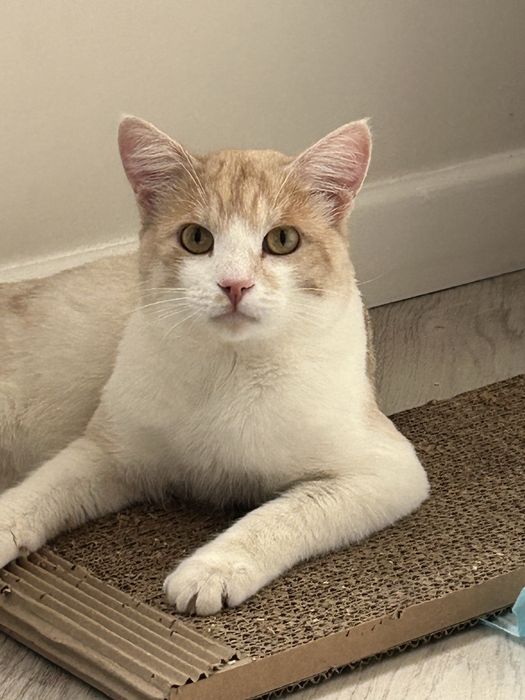 Кот кот котенок кот