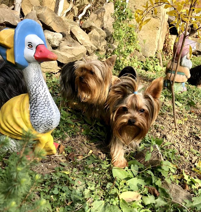 Йоркширски териер- Мини йорки