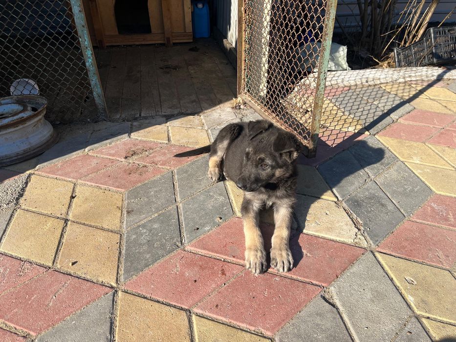 Продам щенка ВЕВО чисто кровный