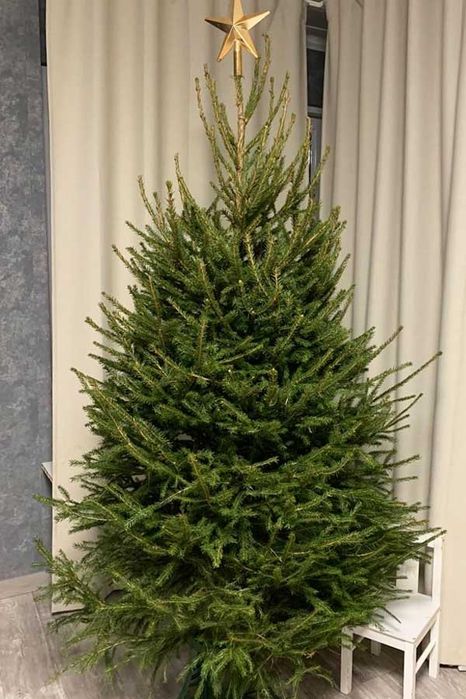 Ель Живая. Новогодние