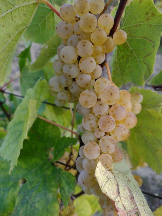 Struguri aromati căpșunica