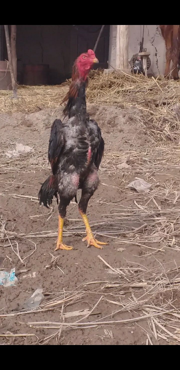 Shamoni tozzasidan  zot uchun tuxumlari bor