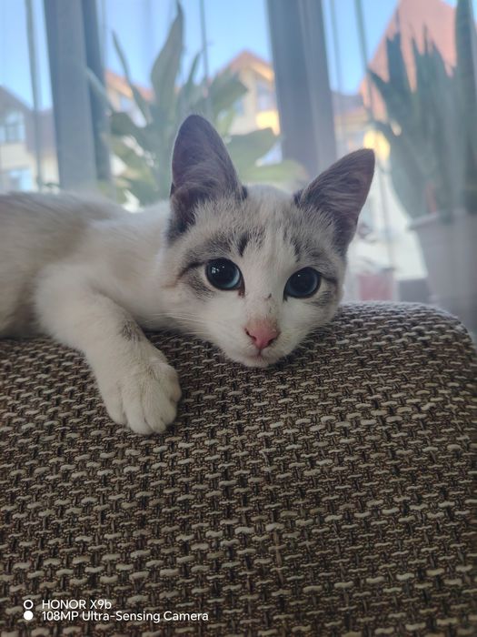 Маленькая кошечка