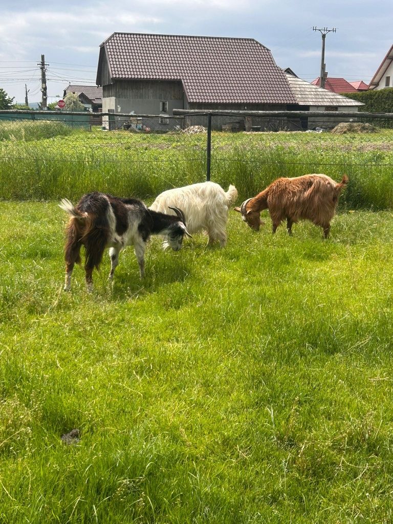 Vând trei capre cu lapte