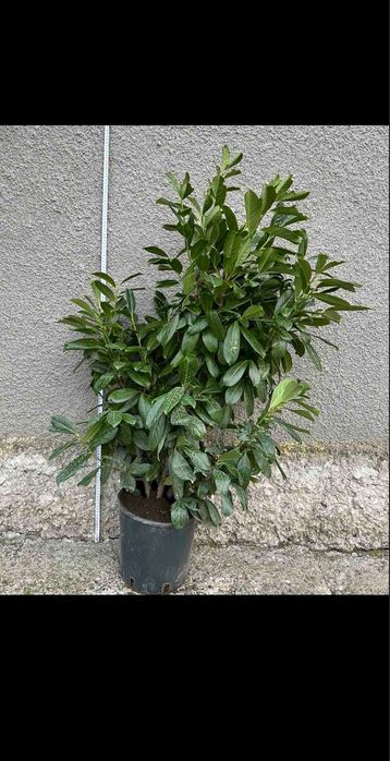 Разнообразие от цветя