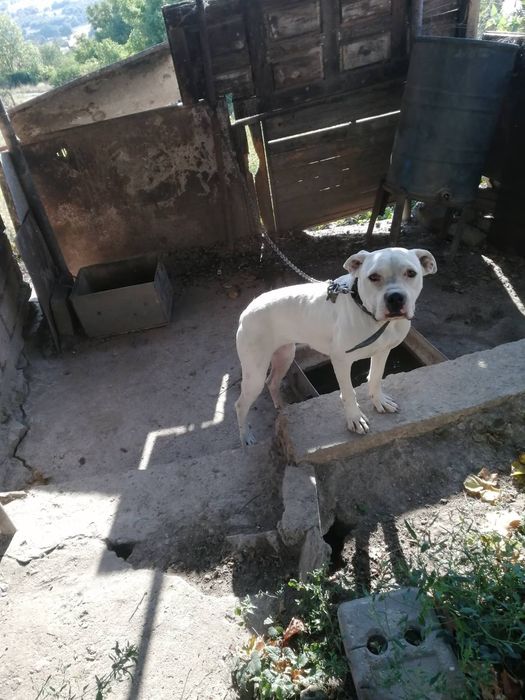 Продавам Кане Корсе на 1 година 1000лв.