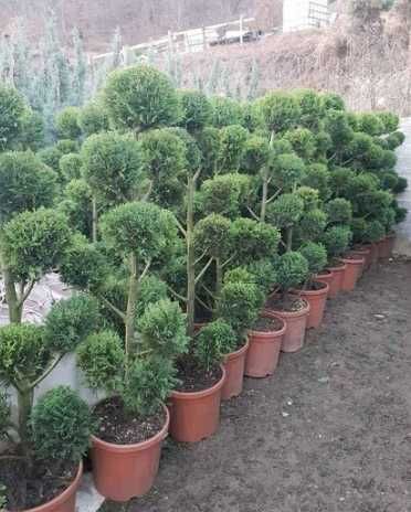 Orice tip de plantă ornamentală, direct de la producător