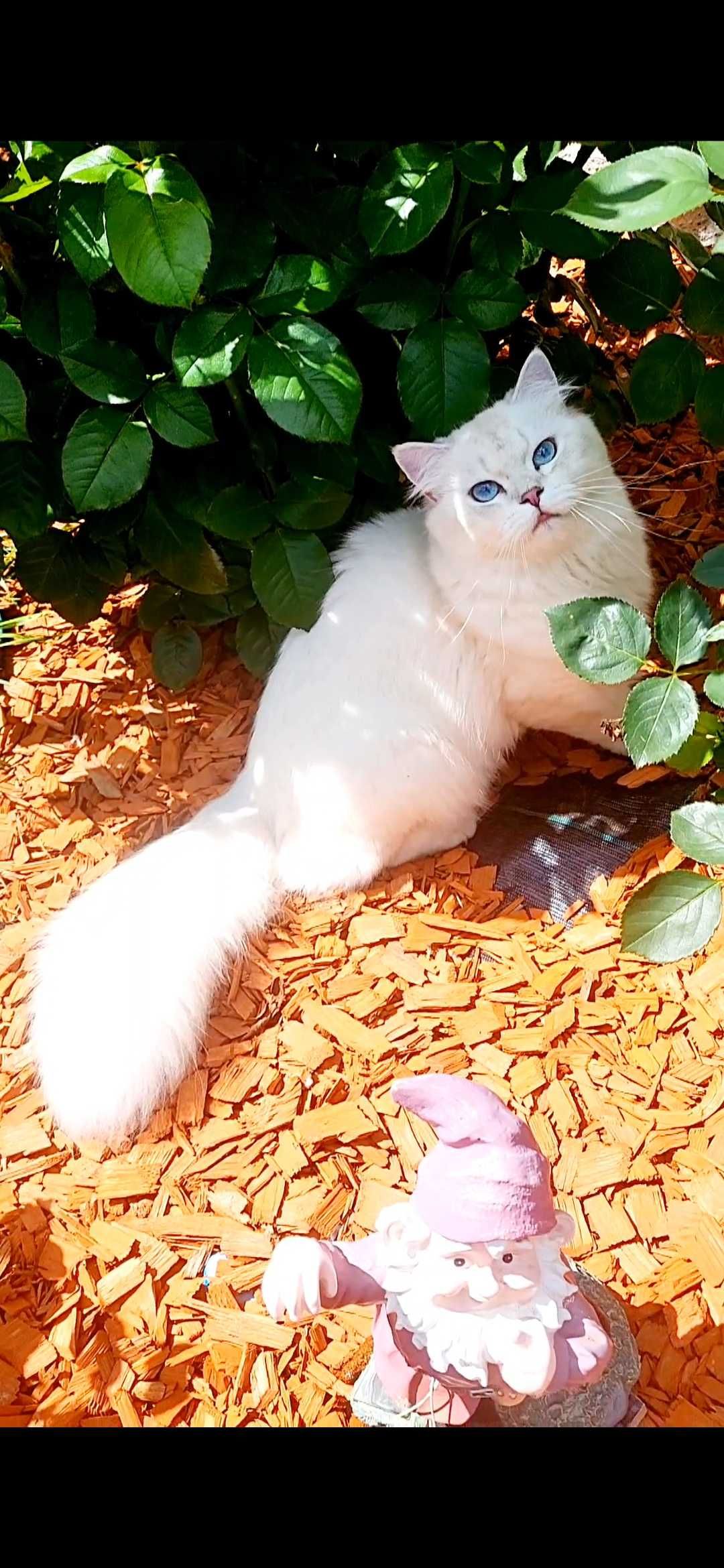 British longhair alb cu ochii albastri