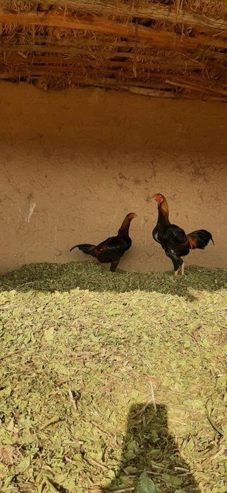 “Sifatli va sog‘lom xórozlar sotiladi!”