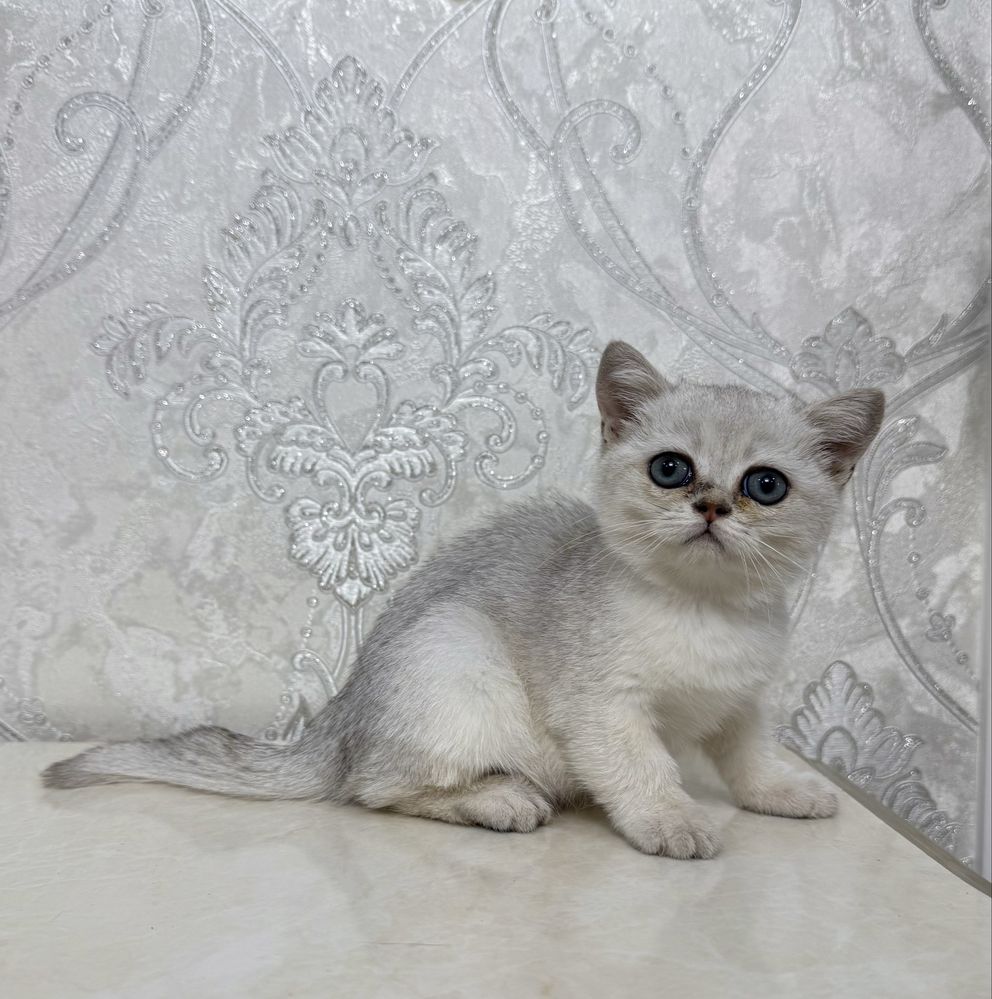 Британская серебристая шиншилла