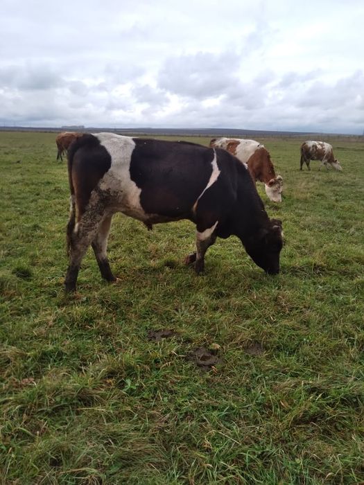 Бұқа сатылады, жасы 1 жас 8ай