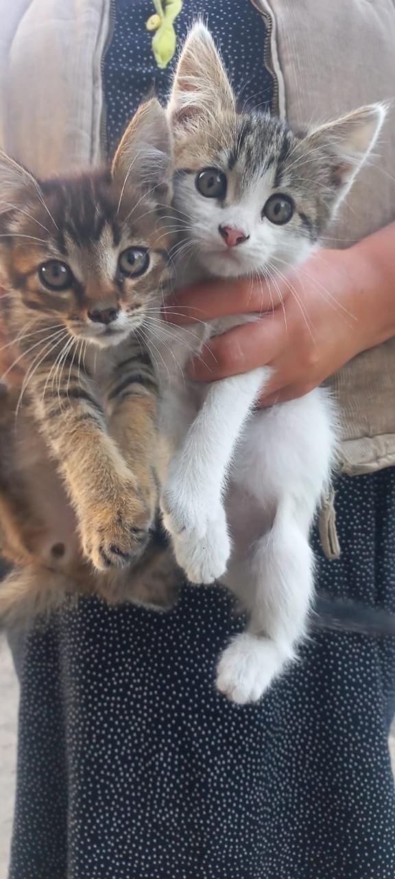 Отдам котёнка  в добрые руки