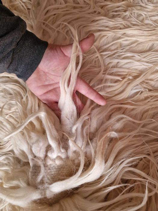 Дълъг косъм Козяк / Халище / Губер / Китеник